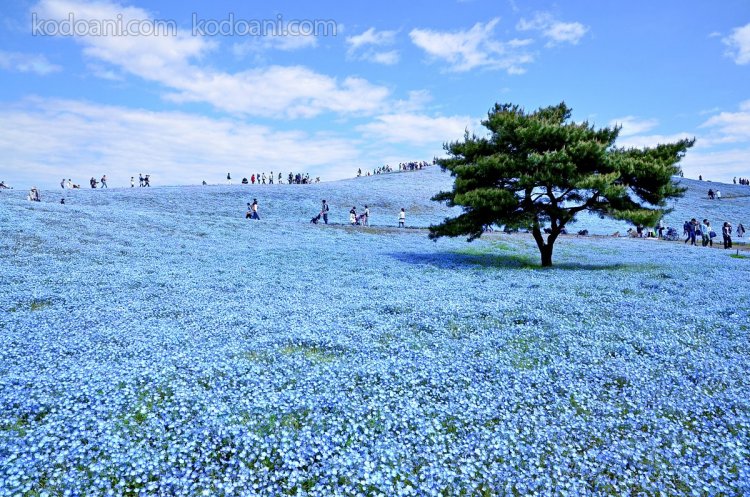 Top 20 địa điểm đẹp nhất ở Nhật Bản mà du khách phải ghé thăm