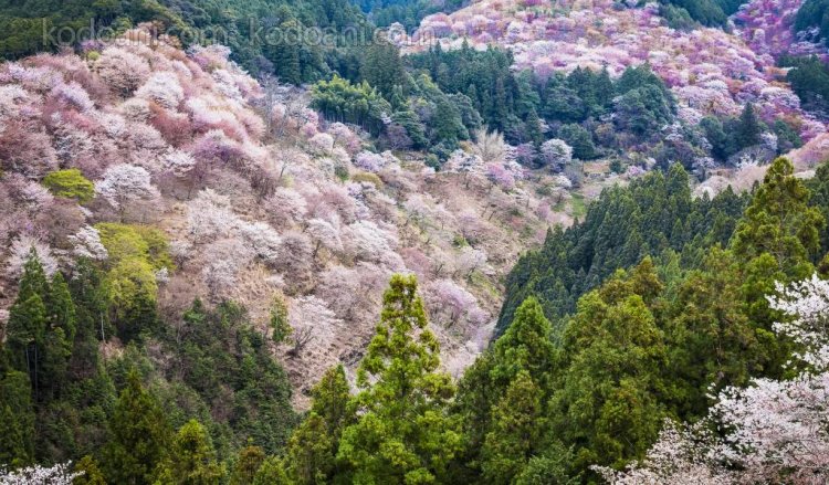Top 20 địa điểm đẹp nhất ở Nhật Bản mà du khách phải ghé thăm